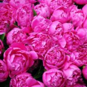 Peony